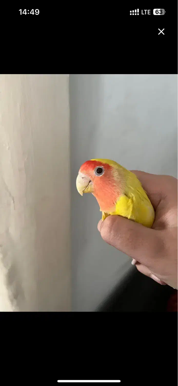 جفت طوطی برزیلی|پرنده|تهران, هفده شهریور|دیوار