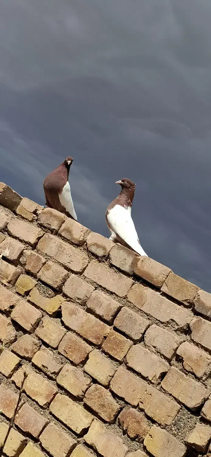 کبوتر سینه ای|پرنده|بوئین زهرا, |دیوار