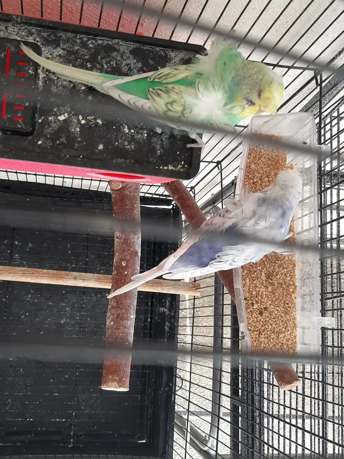 مرغ عشق پروانهای|پرنده|رباطکریم, رباطکریم|دیوار