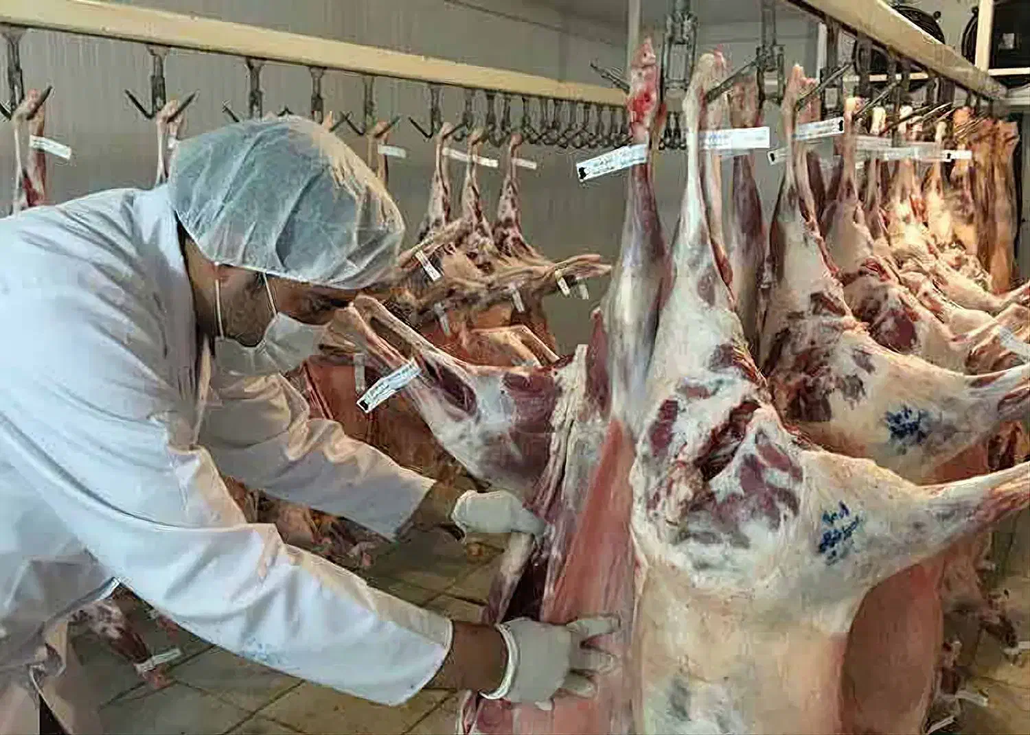 تعاونی زیر فی زیر نظر بازراس دامپزشکی|خوردنی و آشامیدنی|مشهد, کشاورز|دیوار