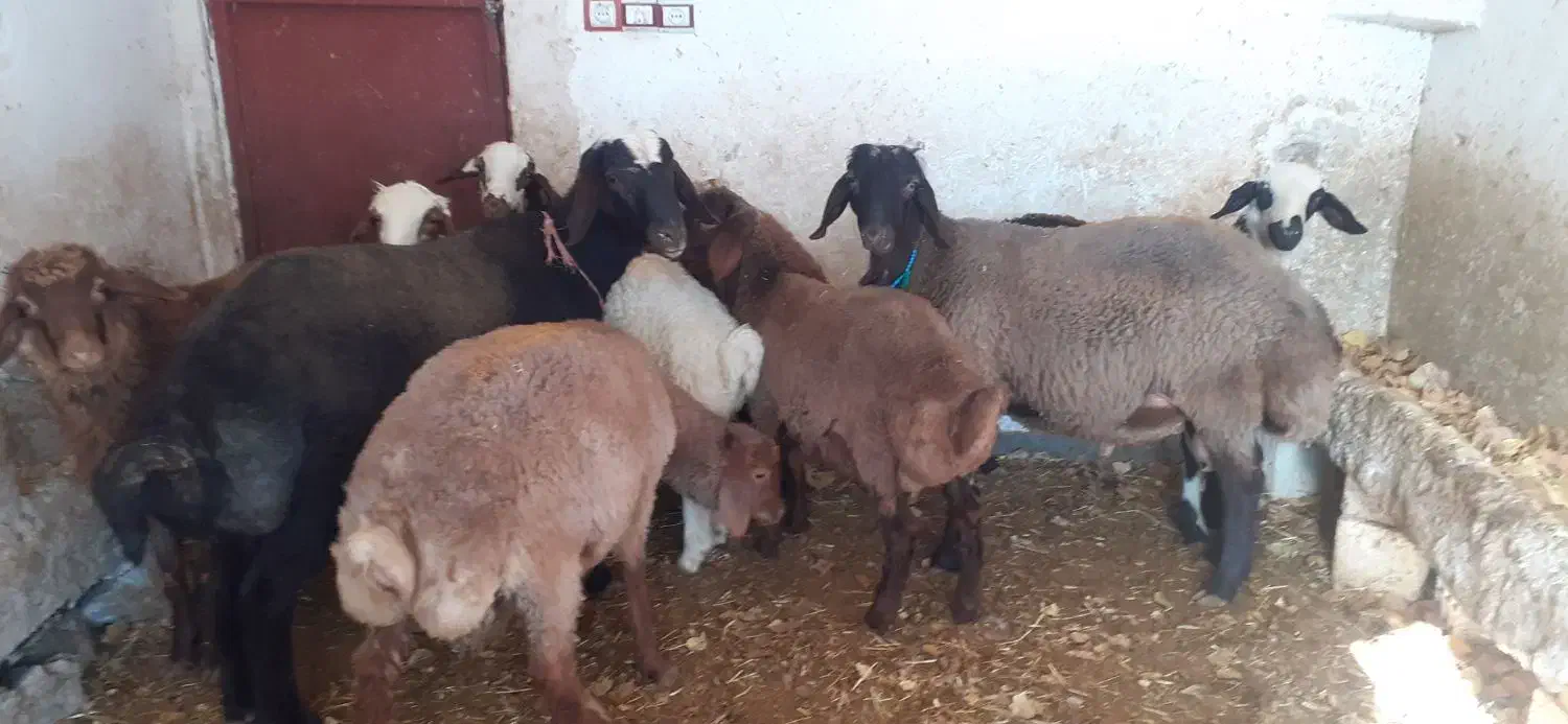 بره و یک عدد بز چاغ|حیوانات مزرعه|نورآباد, |دیوار