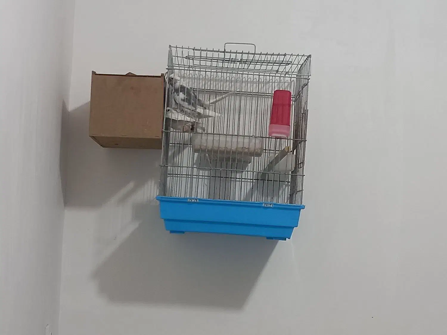 جفت هلندی عتیقه شرط تخم بچ|پرنده|شوشتر, |دیوار