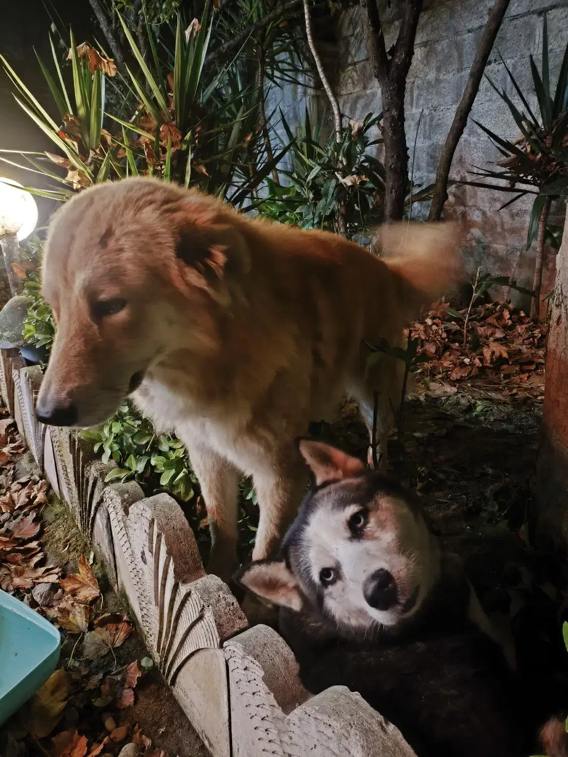 سگ گلدن نر و هاسکی ماده|سگ|ماسال, |دیوار