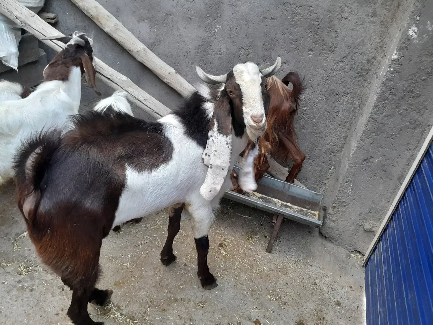 نربز اصل گوش بلند|حیوانات مزرعه|تربت جام, اسماعیل آباد|دیوار