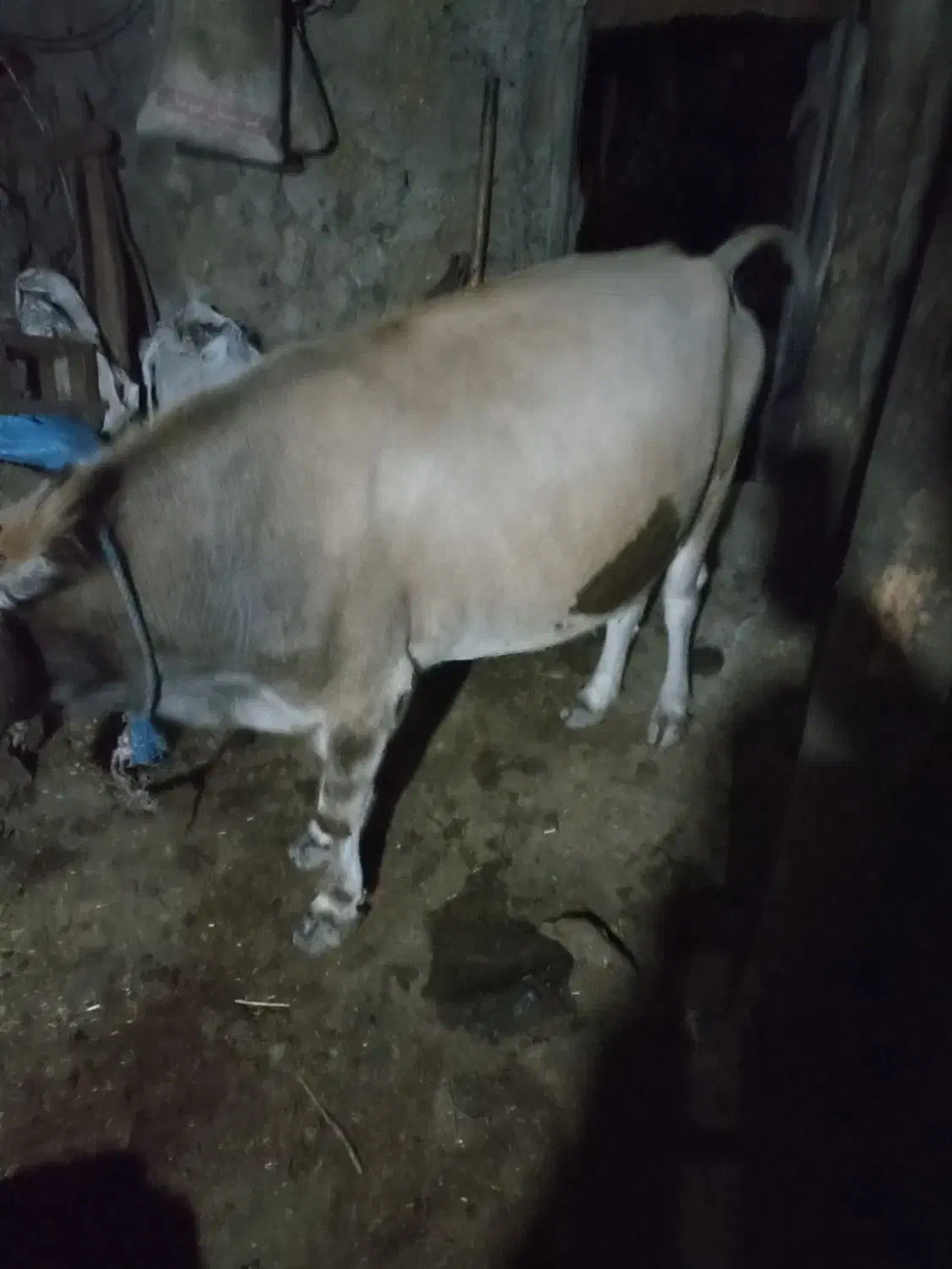 گاو محلی|حیوانات مزرعه|آبش احمد, |دیوار