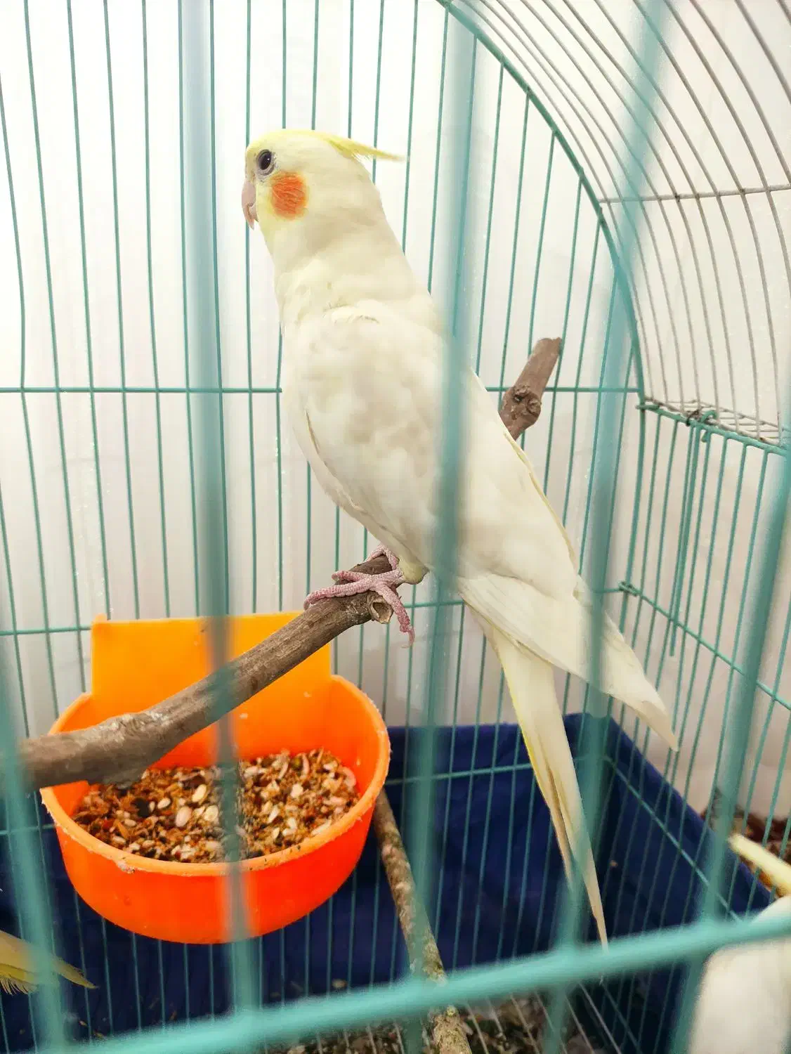 عروس هلندی|پرنده|شیروان (خراسان), |دیوار