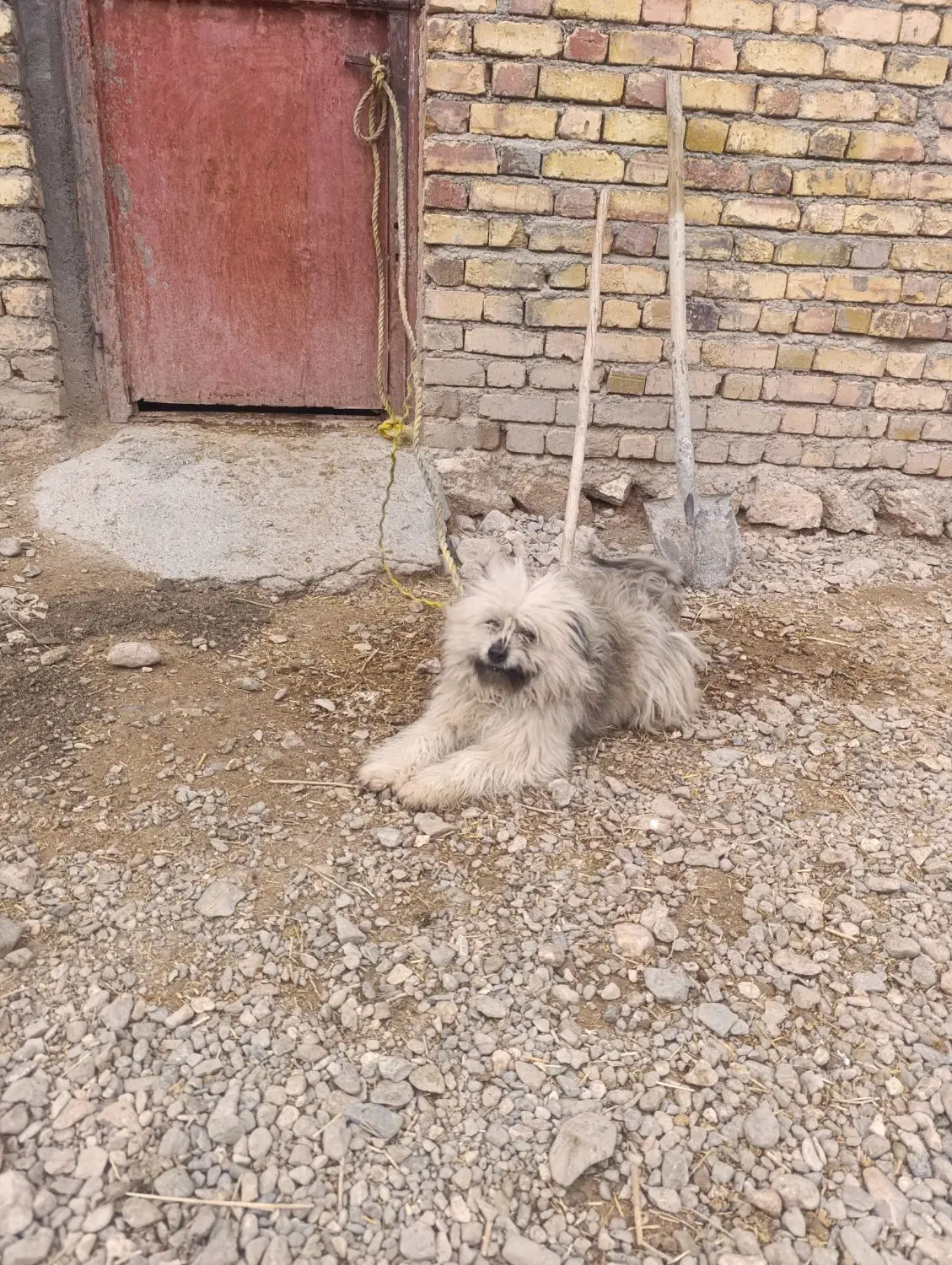 سگ پ|سگ|افشار, |دیوار