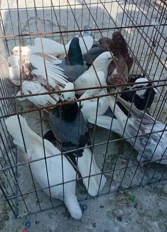 کفتر|پرنده|بندرعباس, |دیوار