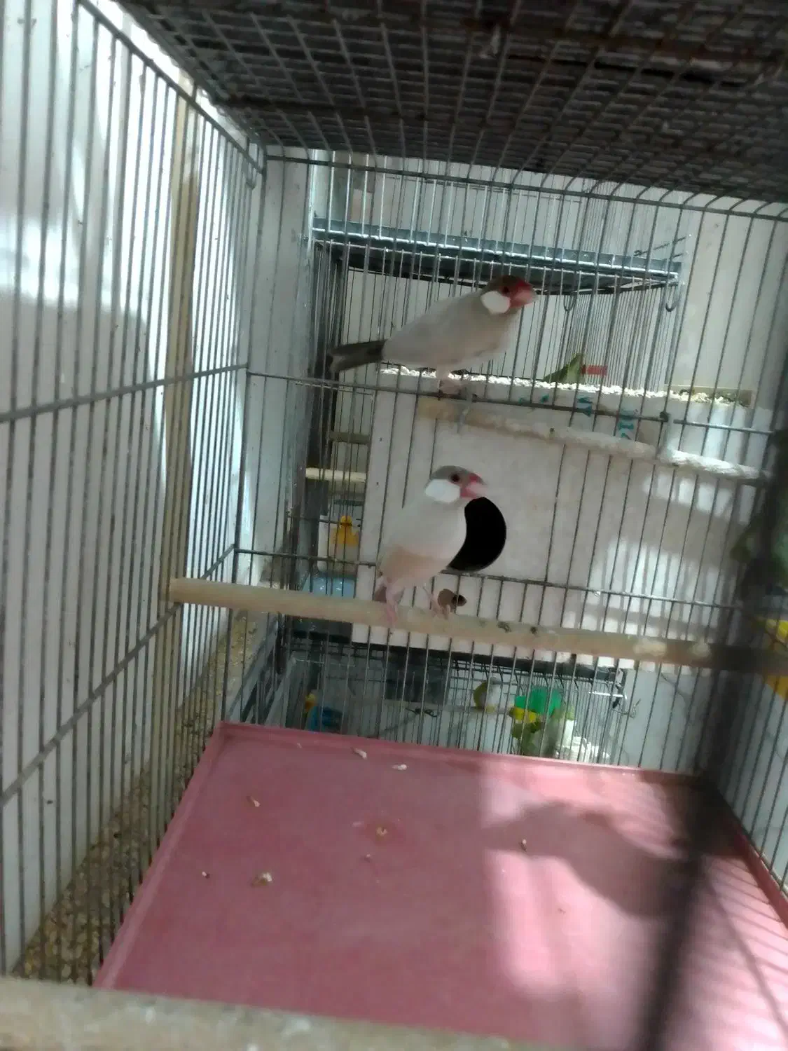 5جفت فنچ نرگسی شکلاتی وسیلور ..|پرنده|قم, شهرک فاطمیه|دیوار