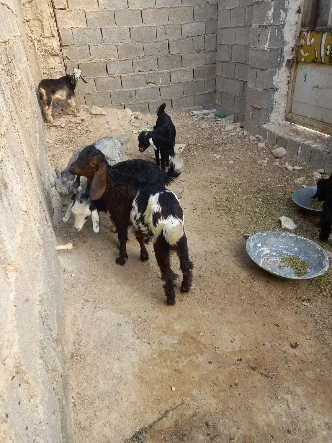 کهره نر وماده|حیوانات مزرعه|برازجان, |دیوار