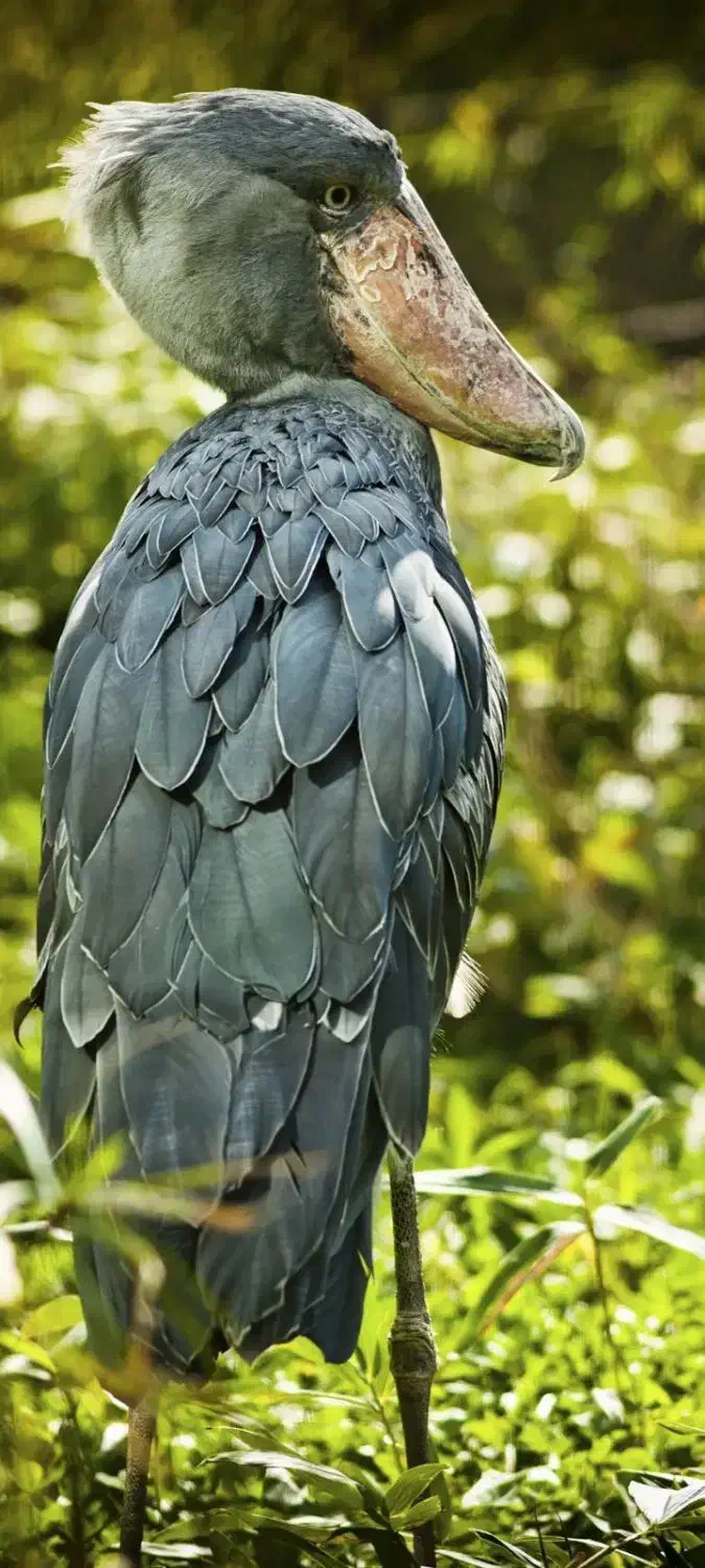 پرنده زینتی|پرنده|اصفهان, نصرآباد|دیوار