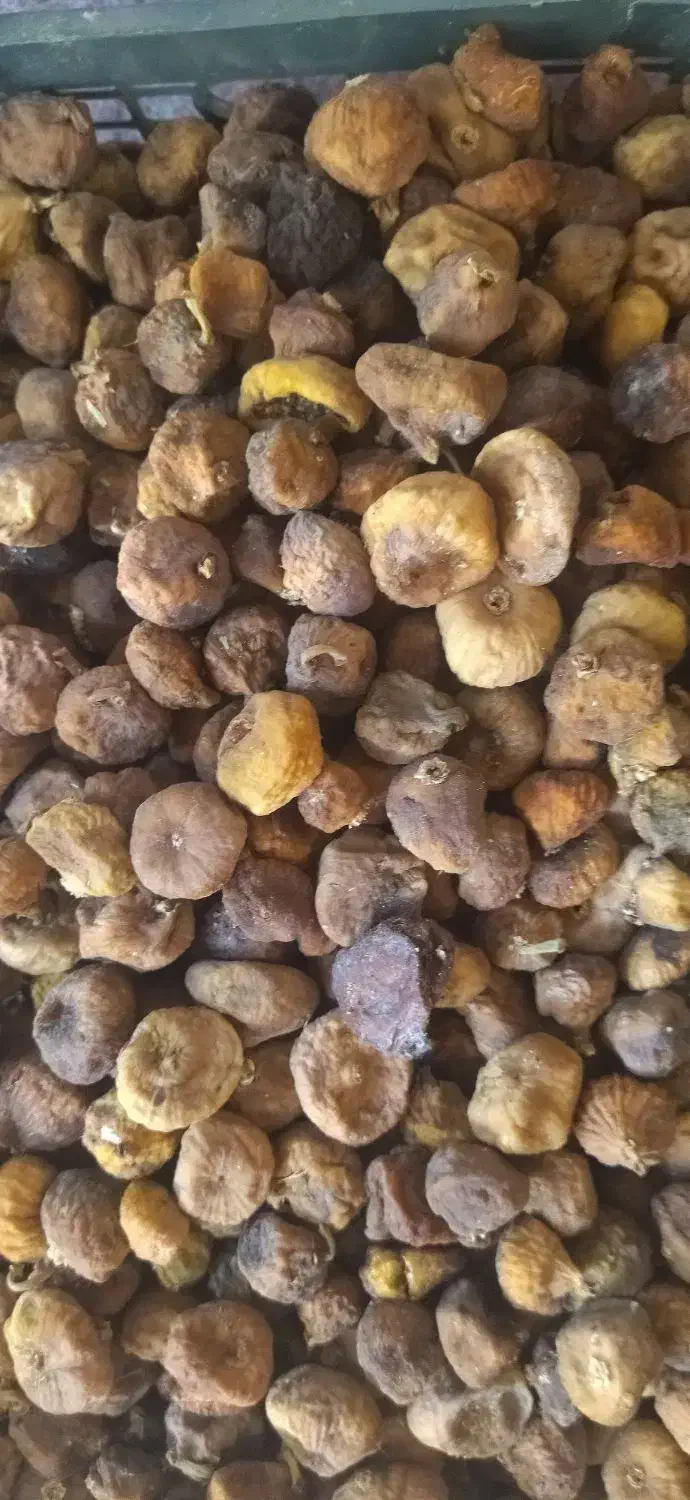 کشته انجیر|حراج|بجنورد, |دیوار