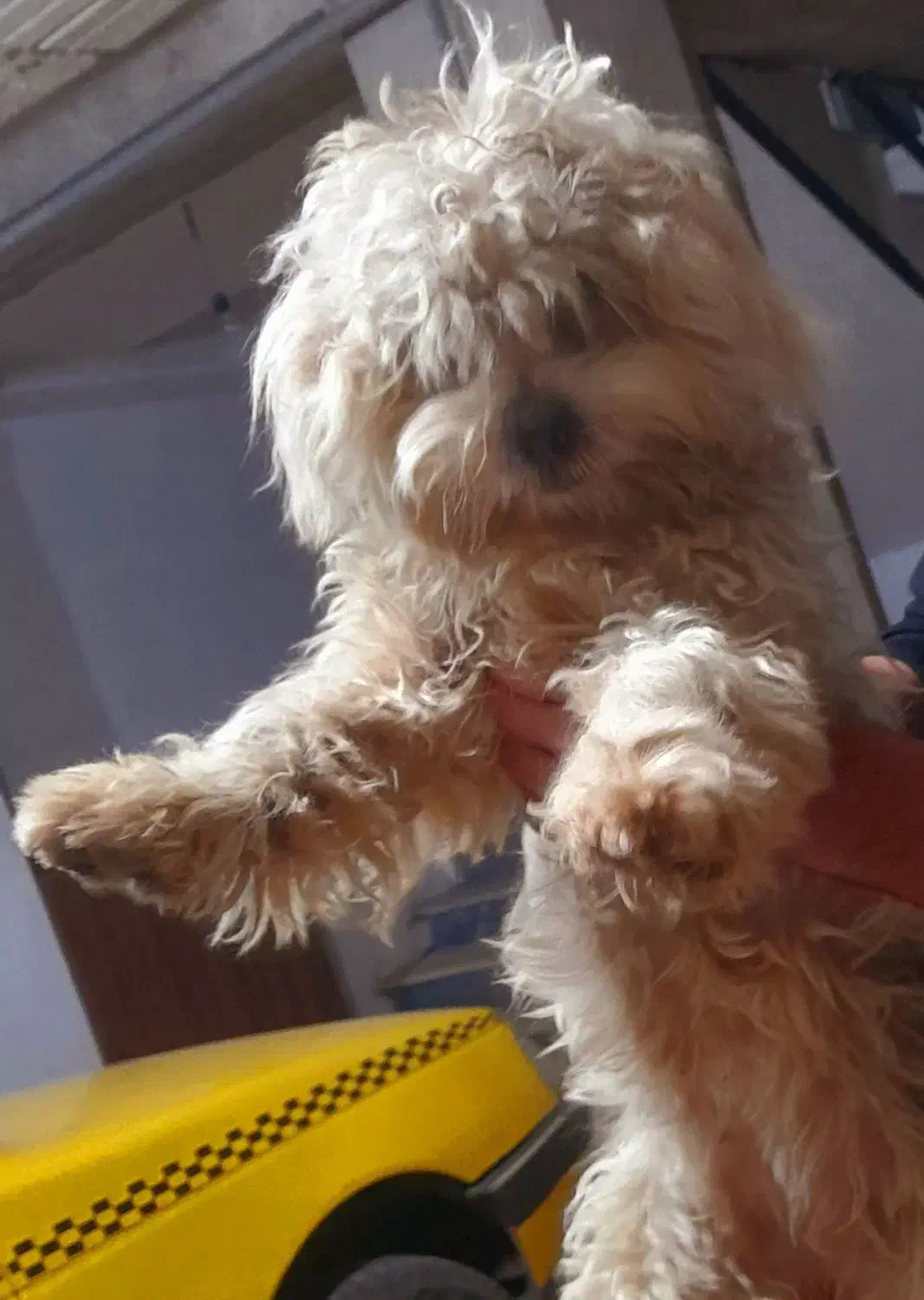 سگ مالتیز کراس ماده ۶ماهه|سگ|آمل, |دیوار