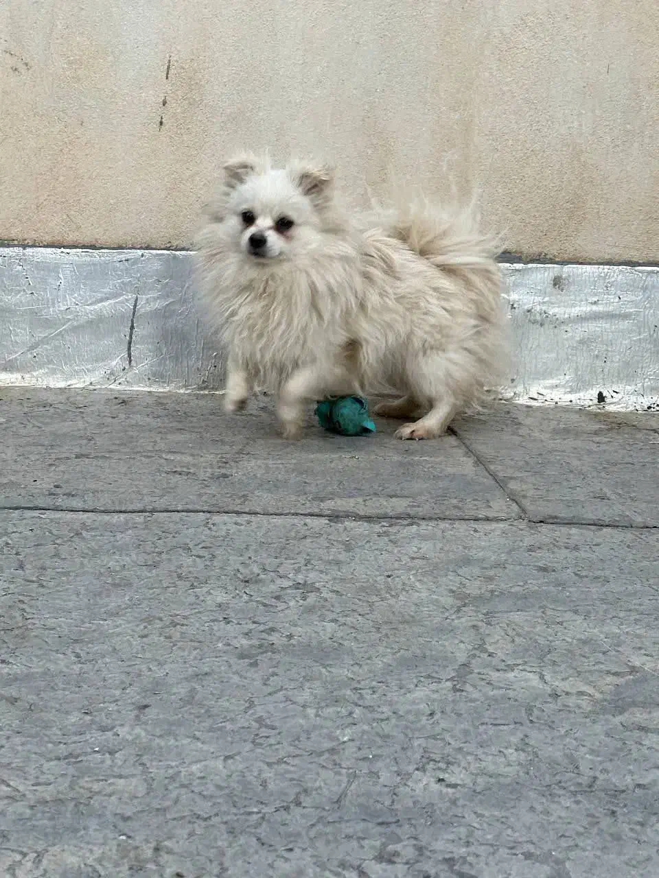 پامرین|سگ|بیجار, |دیوار