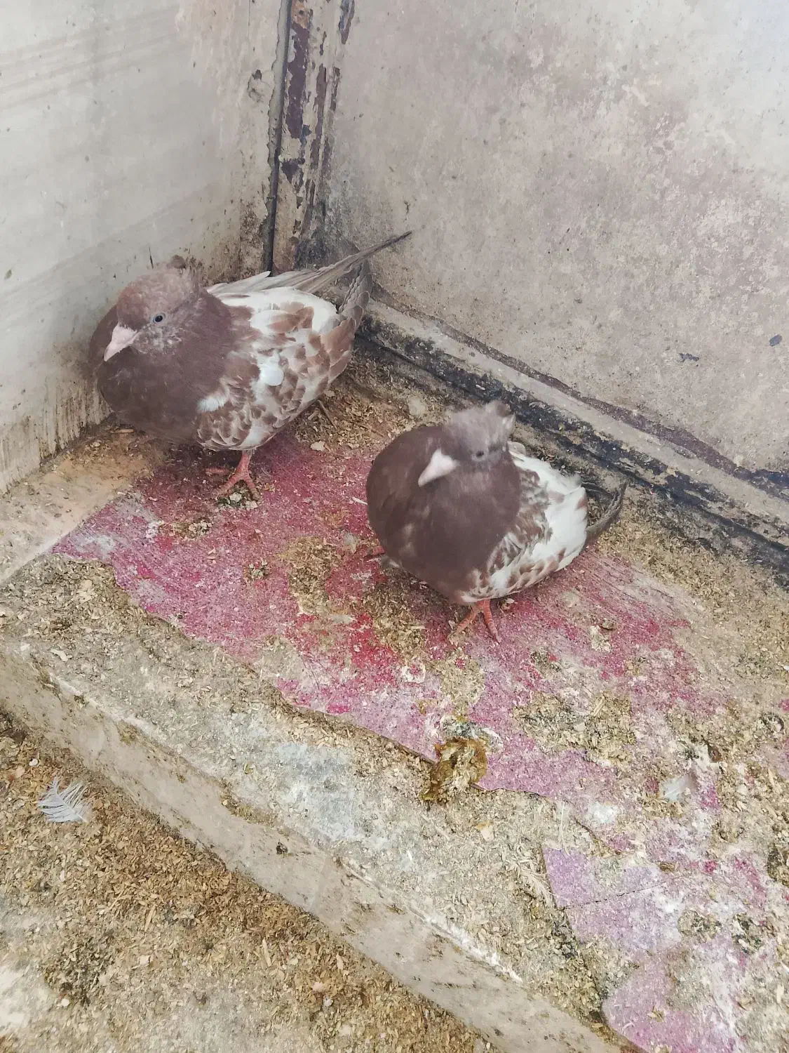 کبوتر|پرنده|سمیرم, |دیوار