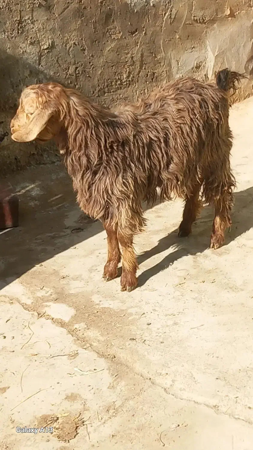 بزغاله چاق نربرای قربانی|حیوانات مزرعه|بناب, |دیوار