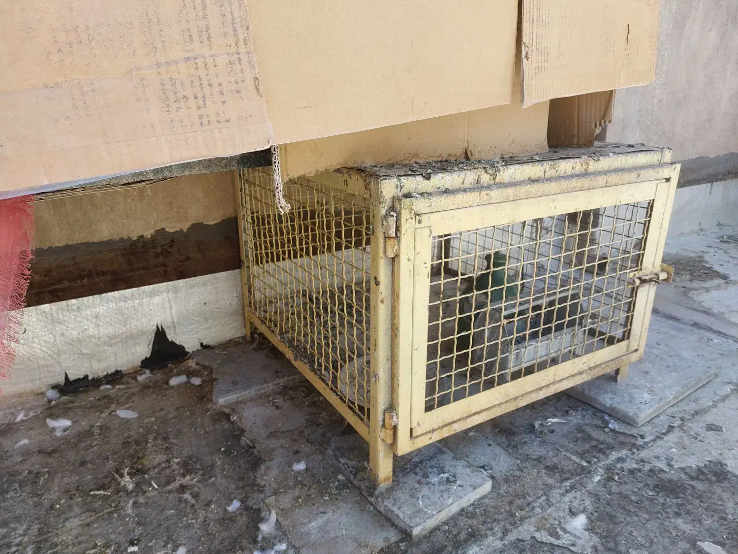 جفت کن کبوتر قفس مرغ|لوازم جانبی حیوانات|تهران, تهرانسر مرکزی|دیوار
