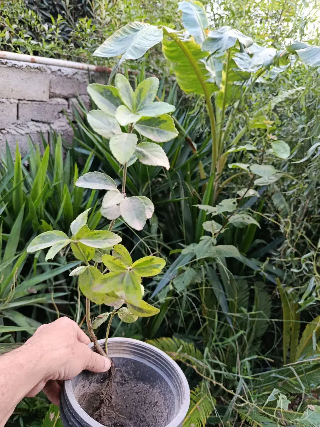 شمشاد طلایی ریشه لخت|گل و گیاه طبیعی|آمل, |دیوار