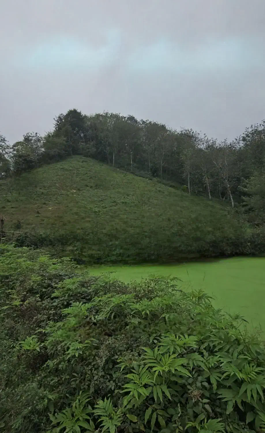 زمین جنگلی کوهستانی لاهیجان با ویو بینظیر|فروش زمین و ملک کلنگی|لاهیجان, بوجایه|دیوار