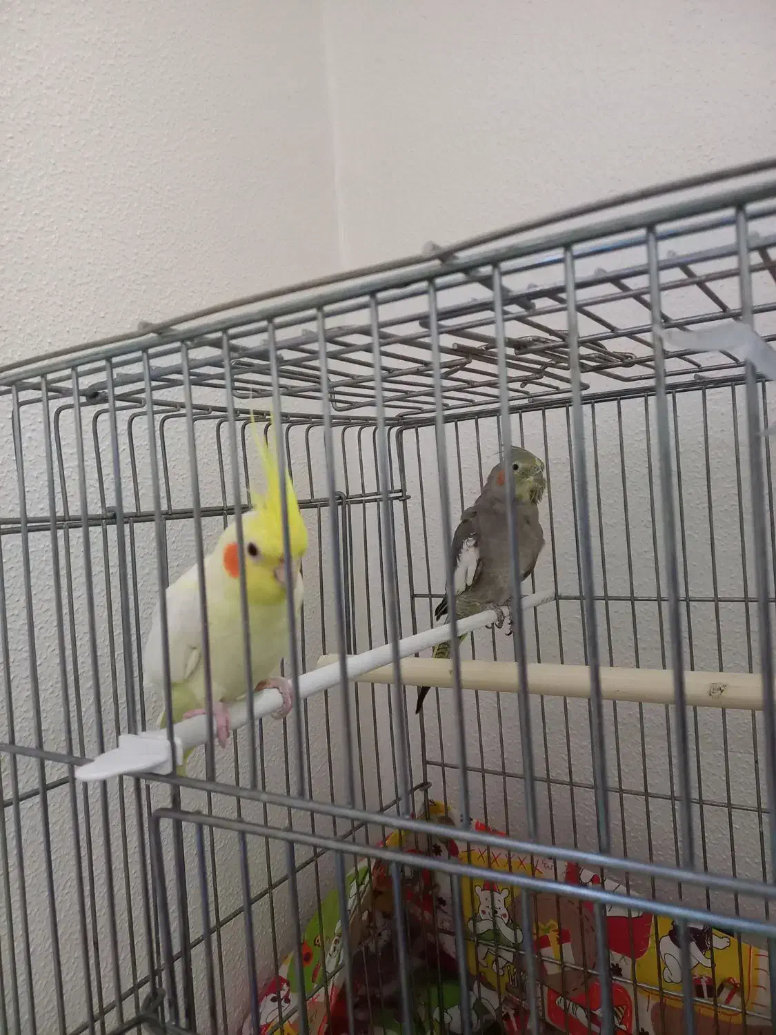 یک جفت عروس هلندی کاملا دستی|پرنده|شاهینشهر, شهرک میلاد|دیوار