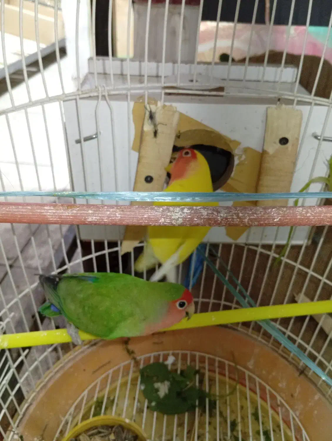 طوطی برزیلی مولد|پرنده|میاندوآب, |دیوار