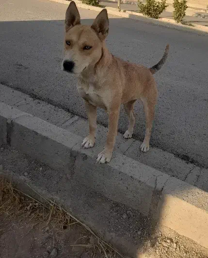 واگذاری سگ نگهبان|سگ|قزوین, |دیوار