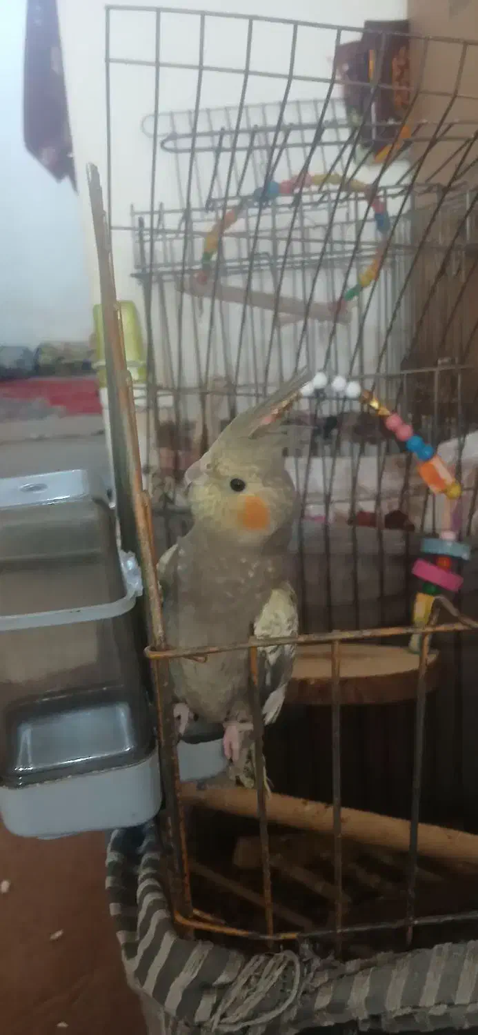 ۴ تا عروس هلندی|پرنده|کرج, شهرک سهرابیه|دیوار