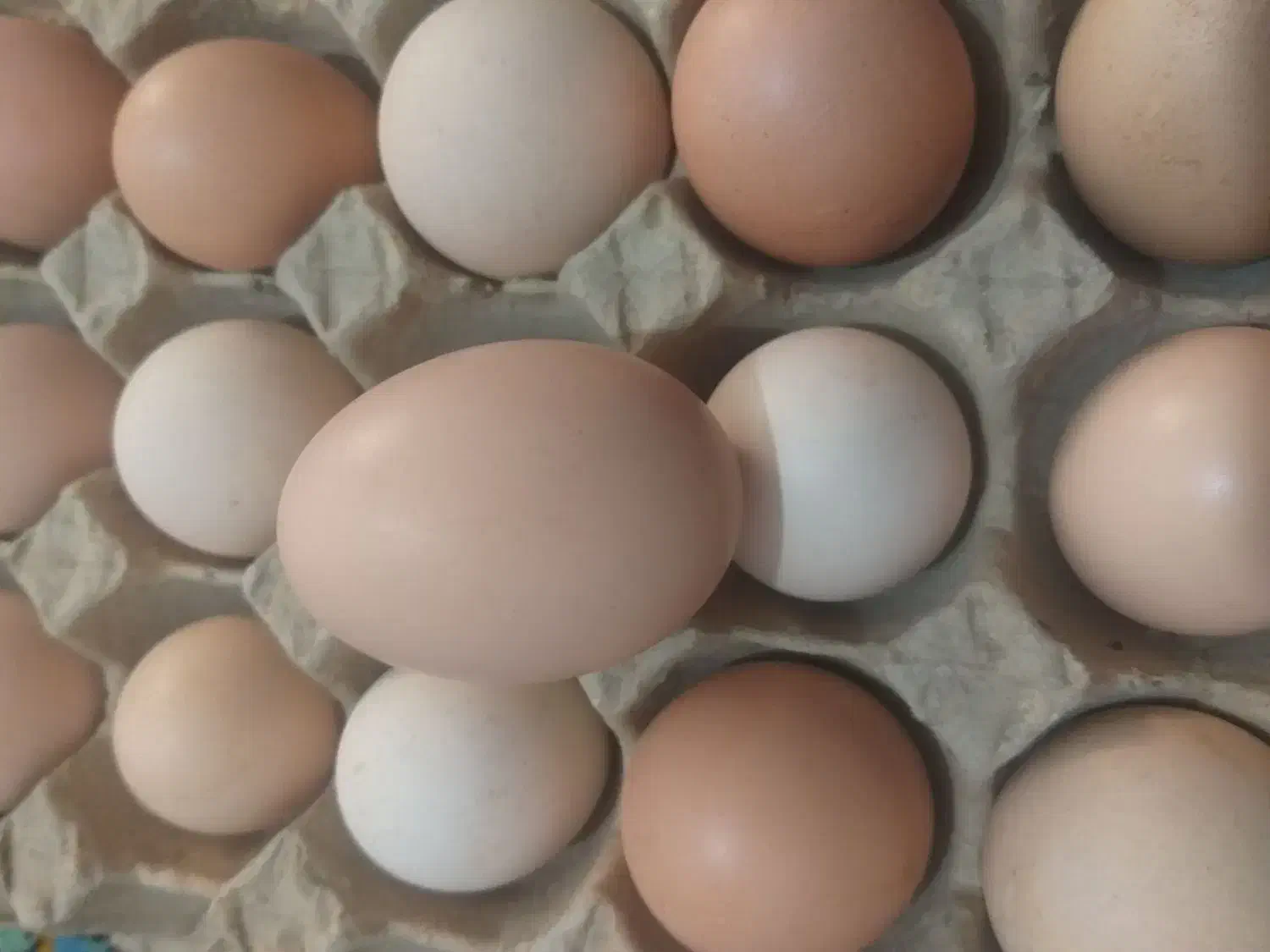 تخم مرغ دونه 12 تومن|حیوانات مزرعه|فاضل آباد, |دیوار