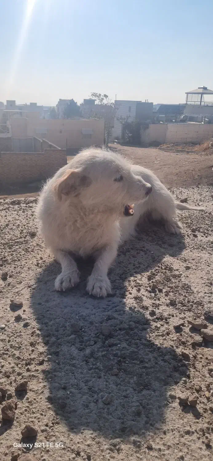 سگ شیتزو|سگ|قزوین, |دیوار