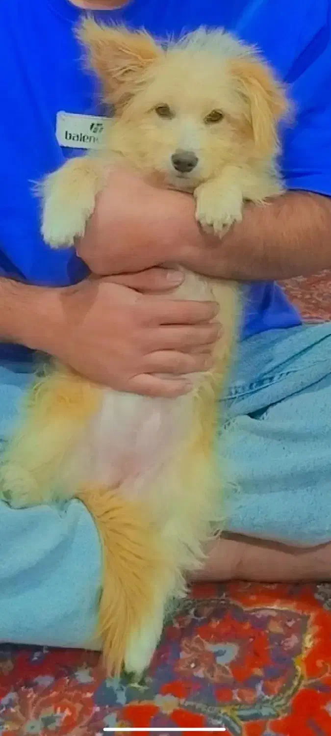 فروش سگ پا کوتاه فوری|سگ|کرمان, |دیوار