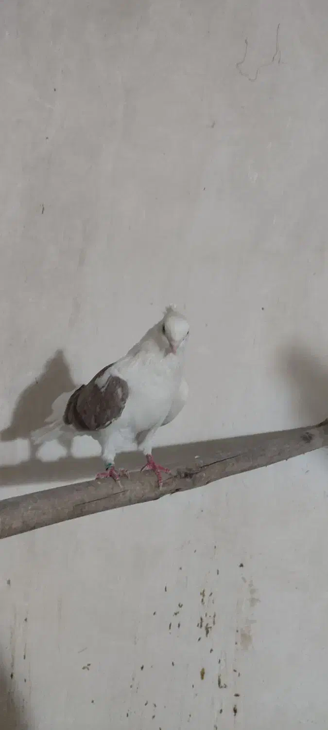 کبوتر|پرنده|صائین قلعه, |دیوار