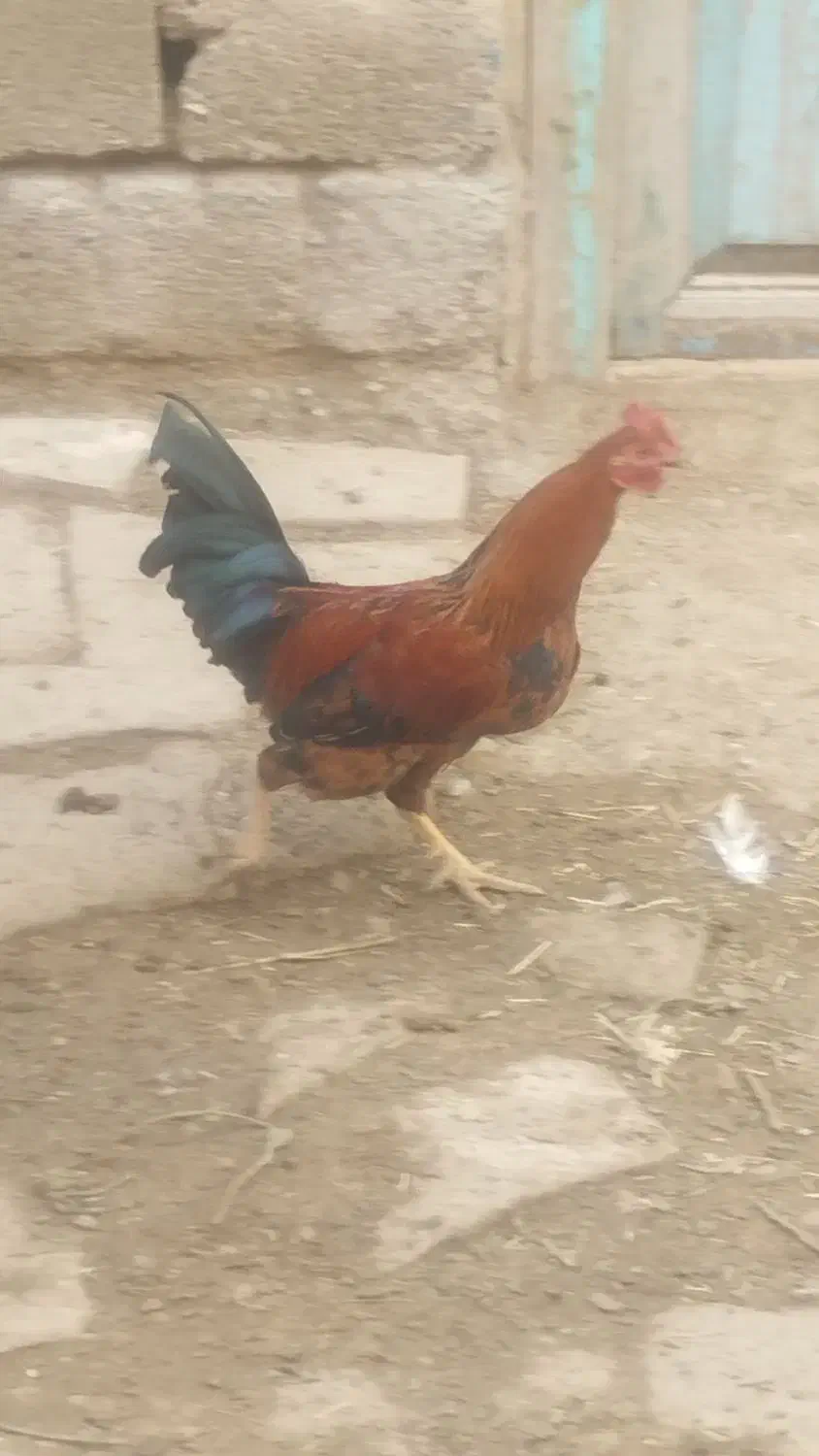 خروس|حیوانات مزرعه|نقده, |دیوار