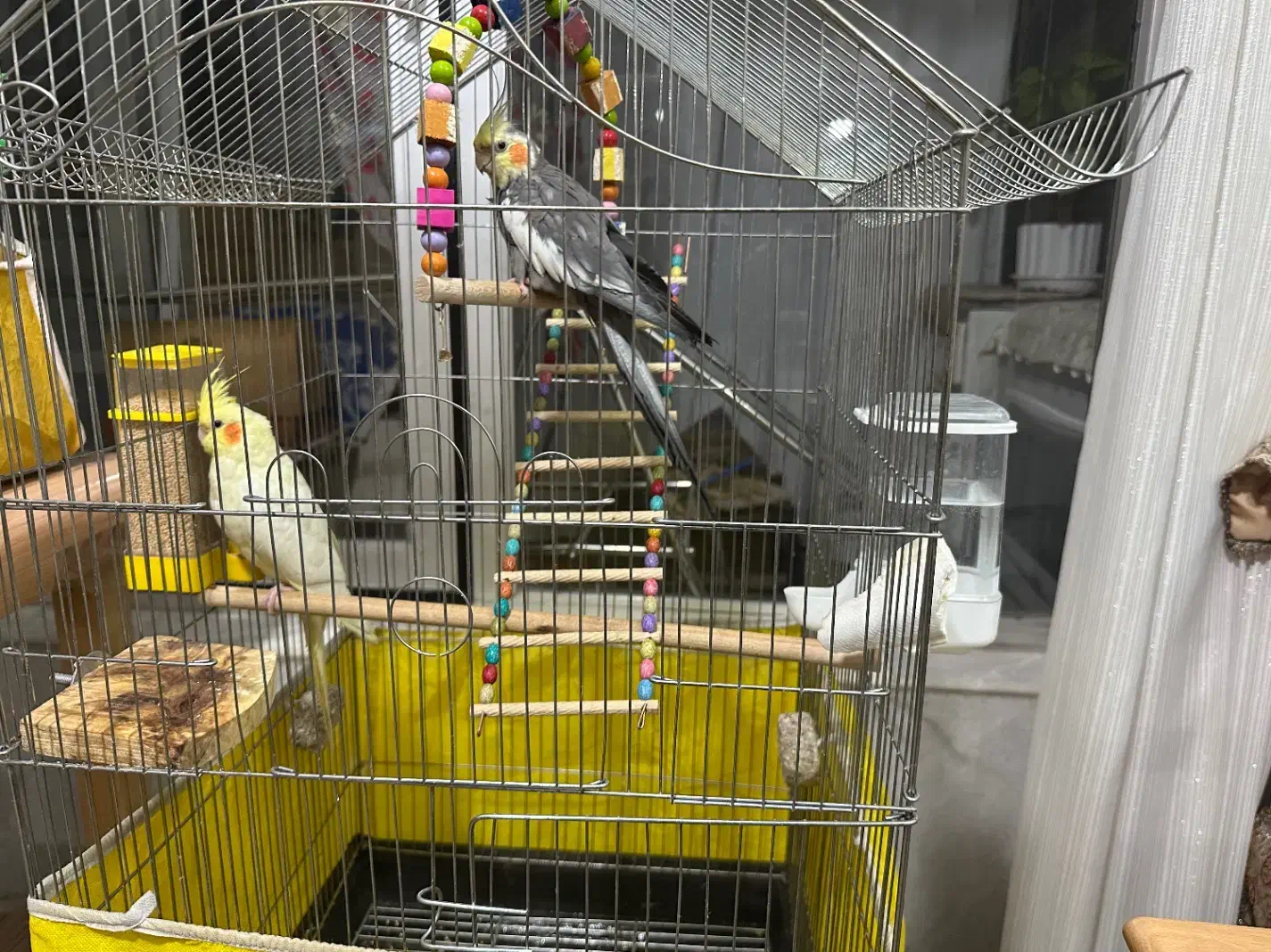 یک جفت عروس هلندی|پرنده|ابریشم, |دیوار