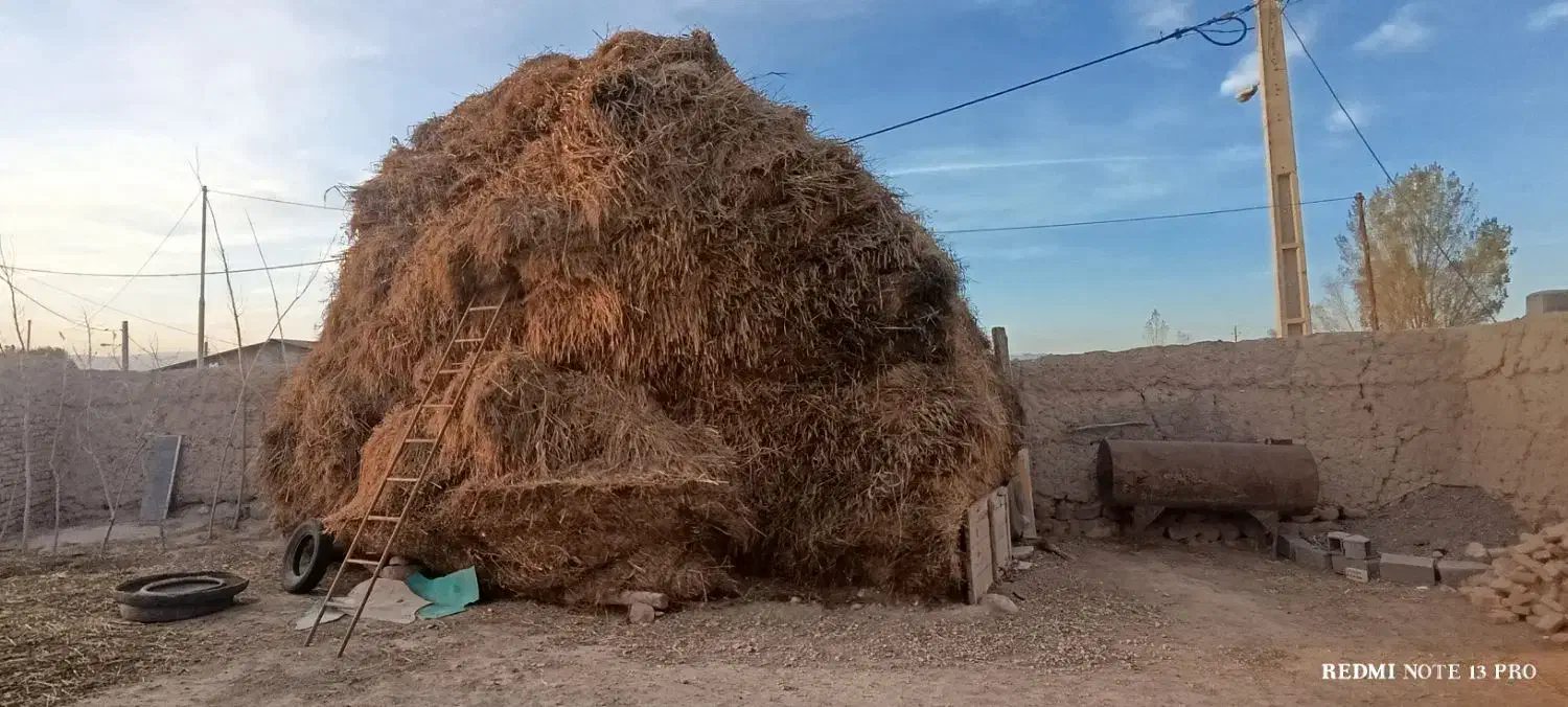 علف|حیوانات مزرعه|نیر (اردبیل), |دیوار