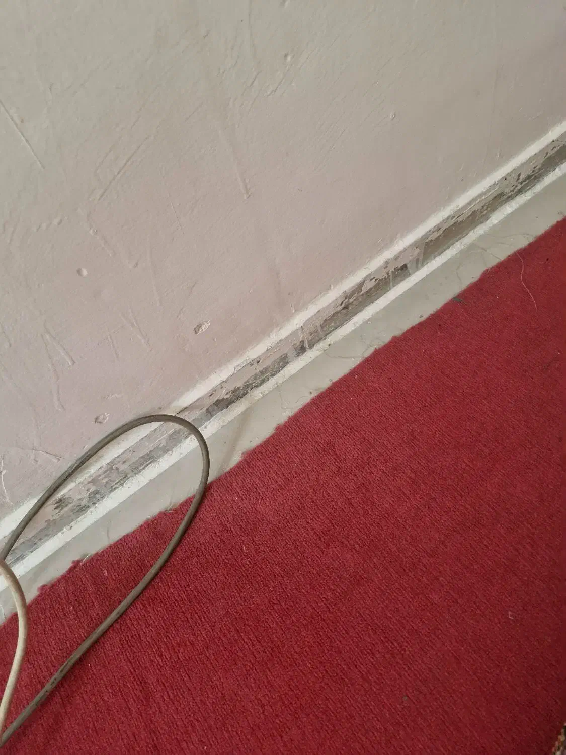 موکت جنس خوب رنگ سرخ آبی سالم|موکت|مشهد, شهید قربانی|دیوار