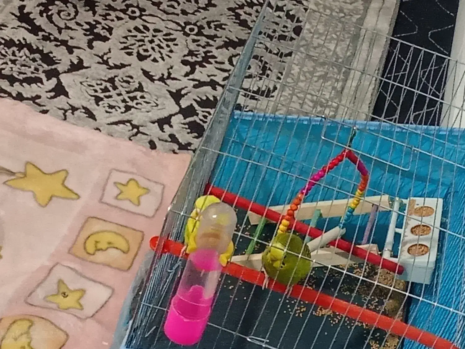 یک جفت مرغ عشق|پرنده|شیراز, دارالرحمه|دیوار