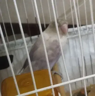 کوتوله ماده|پرنده|یزد, |دیوار