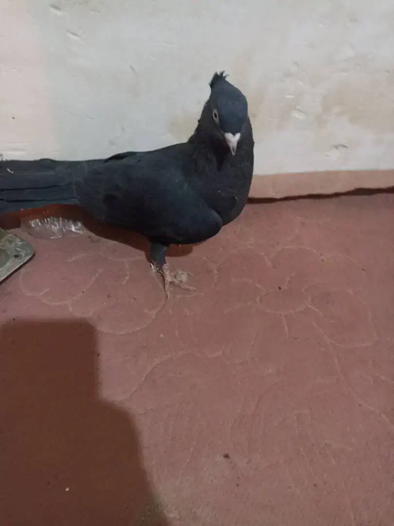 زاغ چشم نوک آبادانی ماده|پرنده|رودان, |دیوار