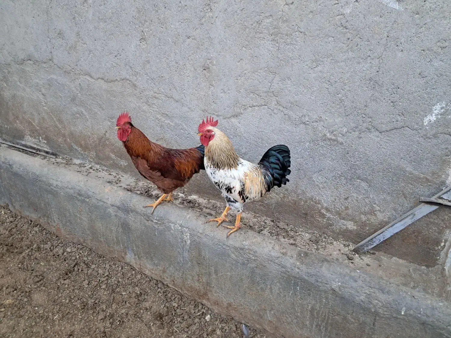 خروس محلی جوان خوشصدا|حیوانات مزرعه|قم, زند آباد|دیوار