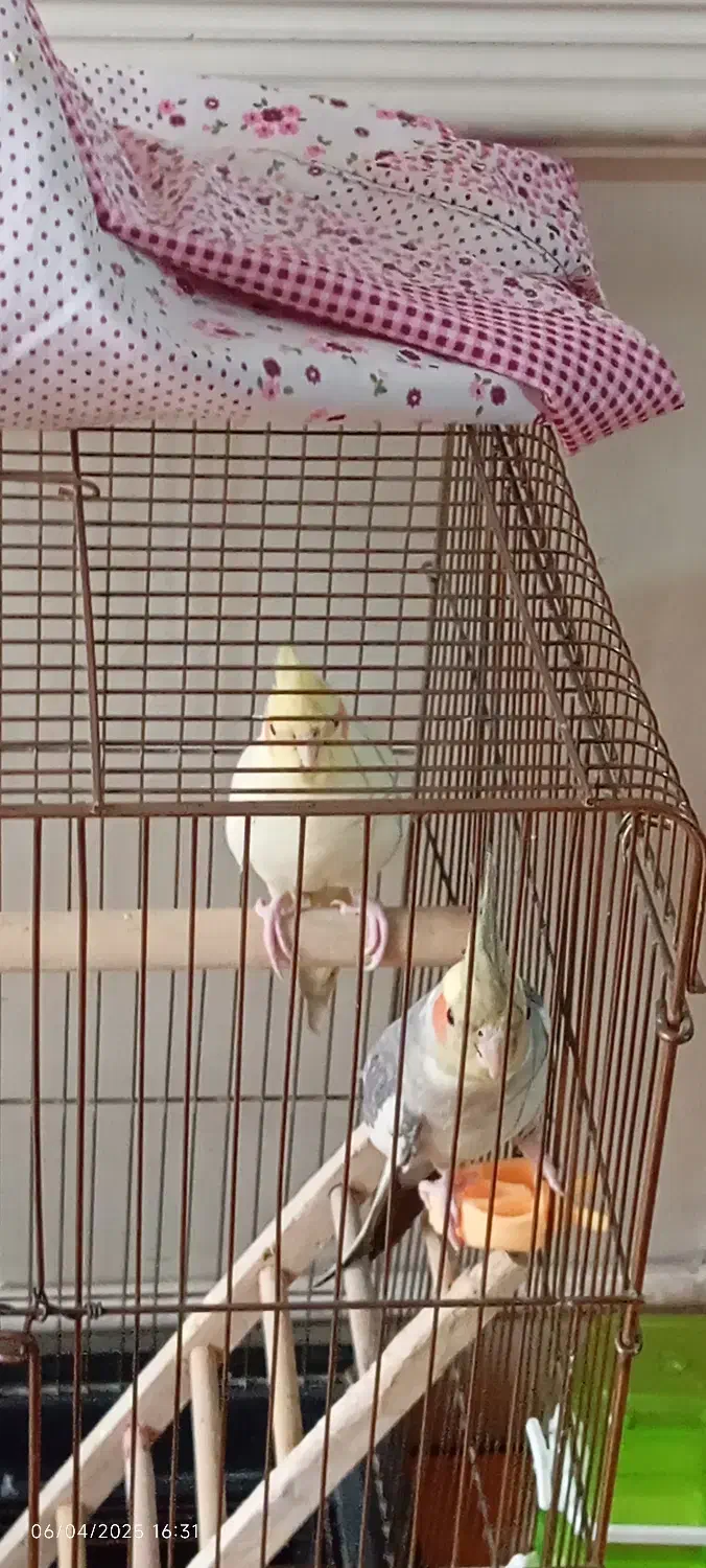 دو عدد عروس هلندی|پرنده|پاکدشت, پاکدشت (مامازند)|دیوار