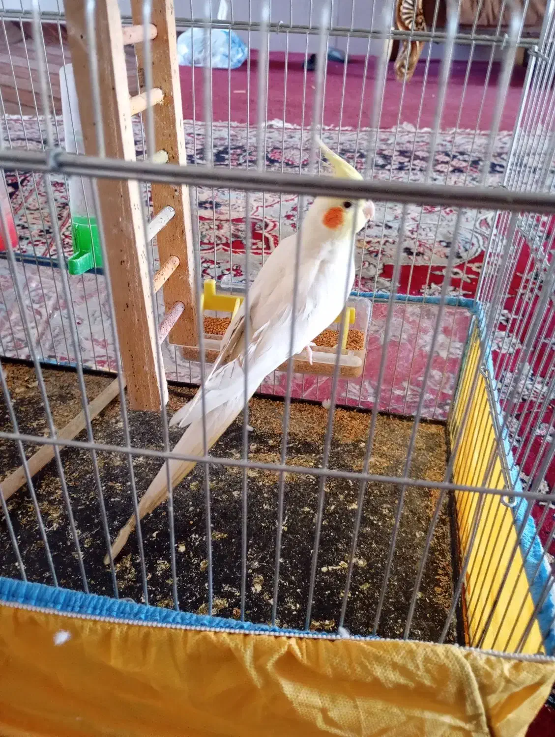 عروس هلندی|پرنده|فسا, |دیوار