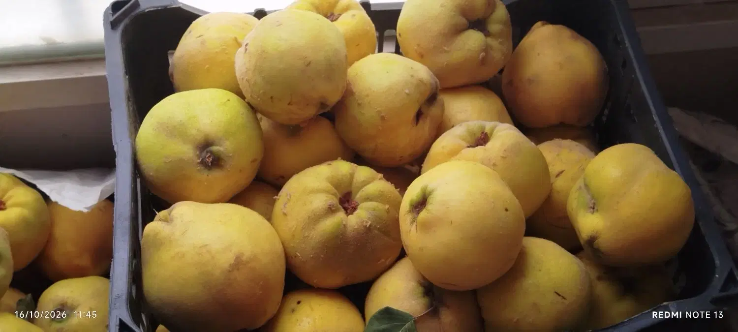 به‌ی|خوردنی و آشامیدنی|مریوان, |دیوار
