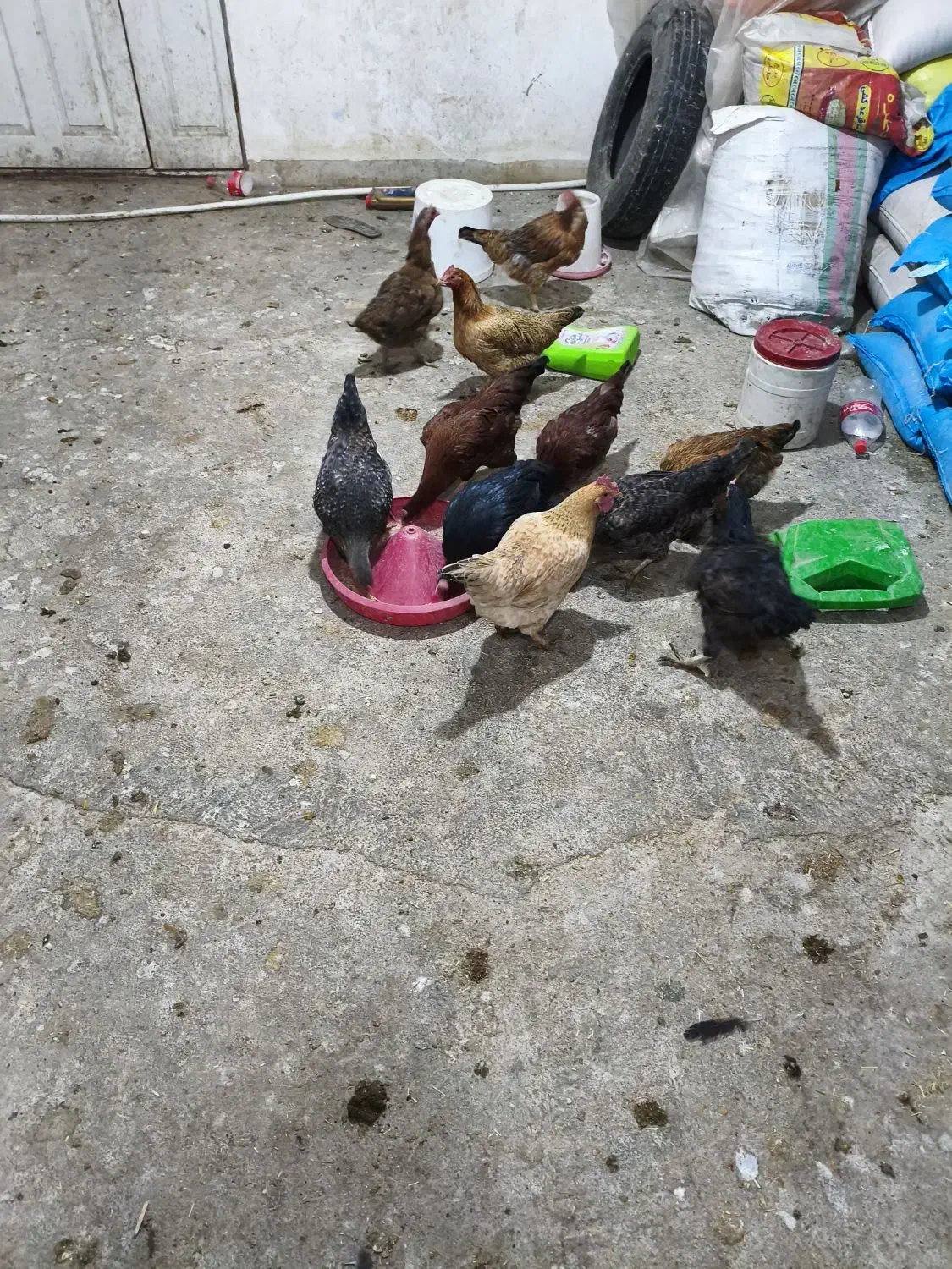 مرغ محلی|حیوانات مزرعه|نورآباد, |دیوار