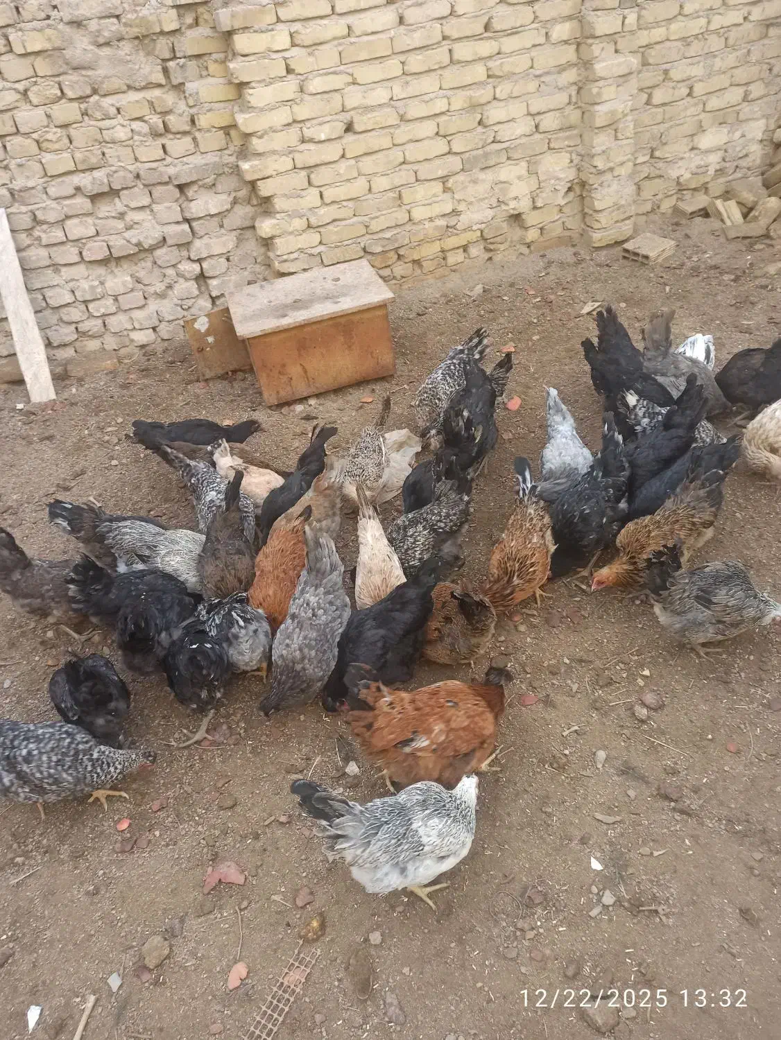 مرغ رسمی تخمگذار|پرنده|یزد, |دیوار