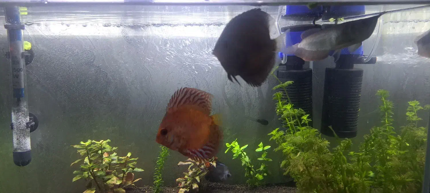 فروش فوری دیسکس|ماهی|کرج, باغستان|دیوار