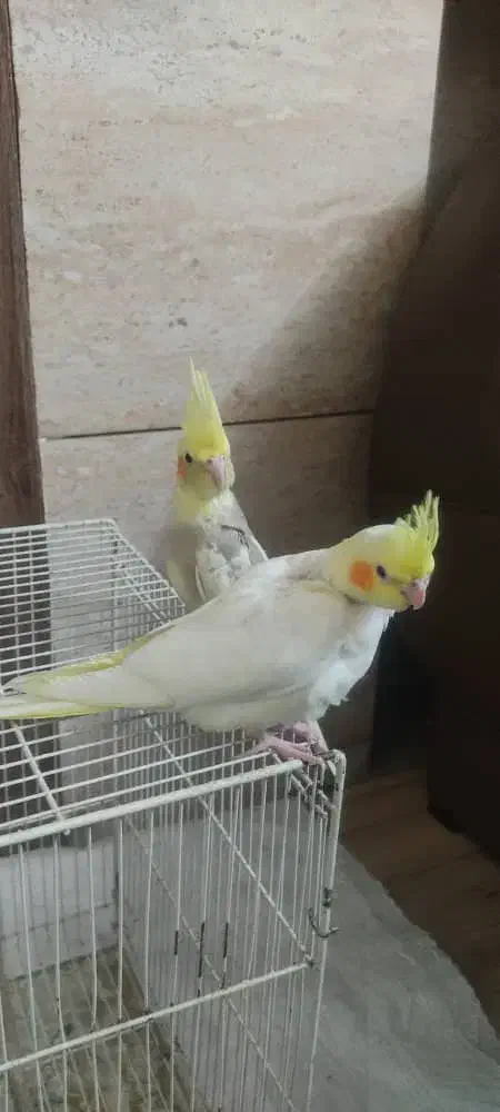 فروش جوجه عروس هلندی|پرنده|شاندیز, |دیوار