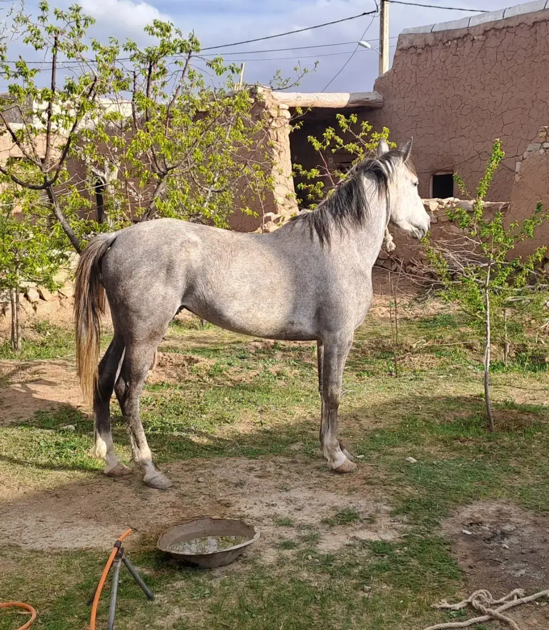 اسب ۴ ساله مادیان|اسب و تجهیزات اسب‌سواری|مرند, |دیوار