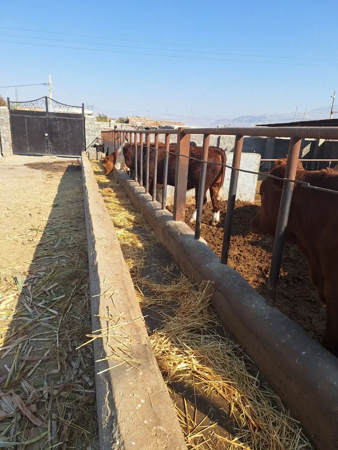 سمینتال نر شرابی نژاداصیل|حیوانات مزرعه|میانه, |دیوار