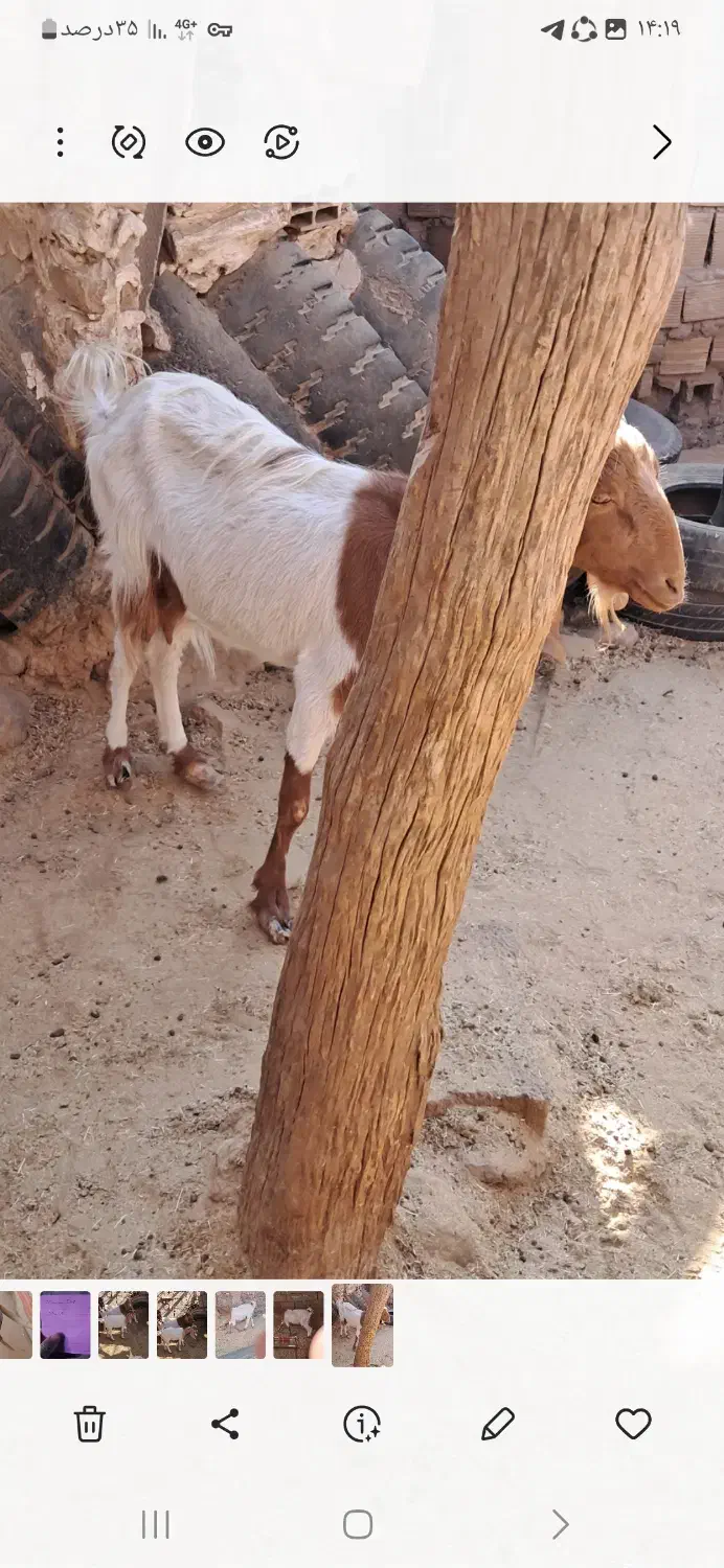 بز دوقلو زا پاکستانی با یک بزغاله|حیوانات مزرعه|گرمسار, |دیوار