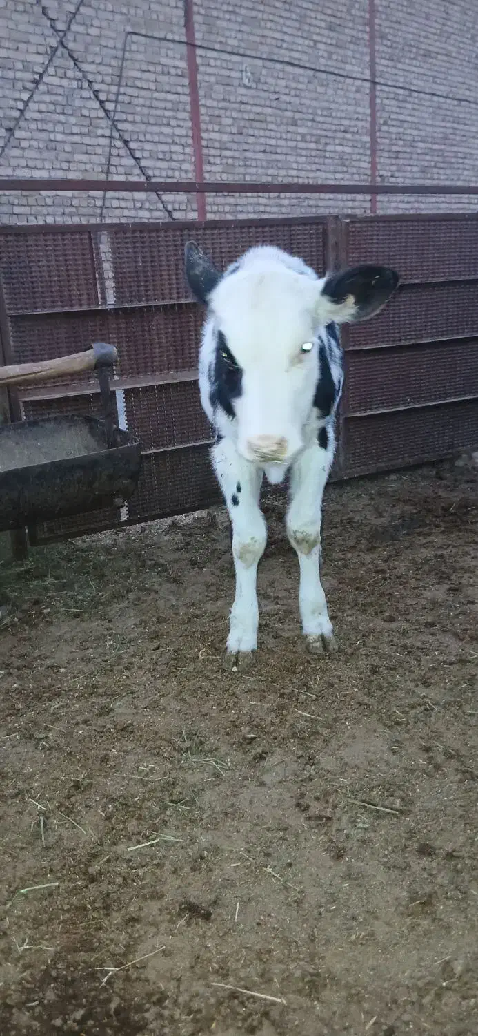 گوساله ماده قلم درشت|حیوانات مزرعه|مشهد, آبادگران|دیوار